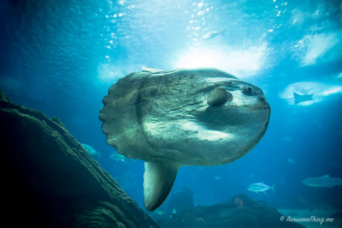 Oceanarium Lisbon