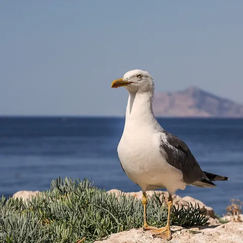 seagull, costa blanca