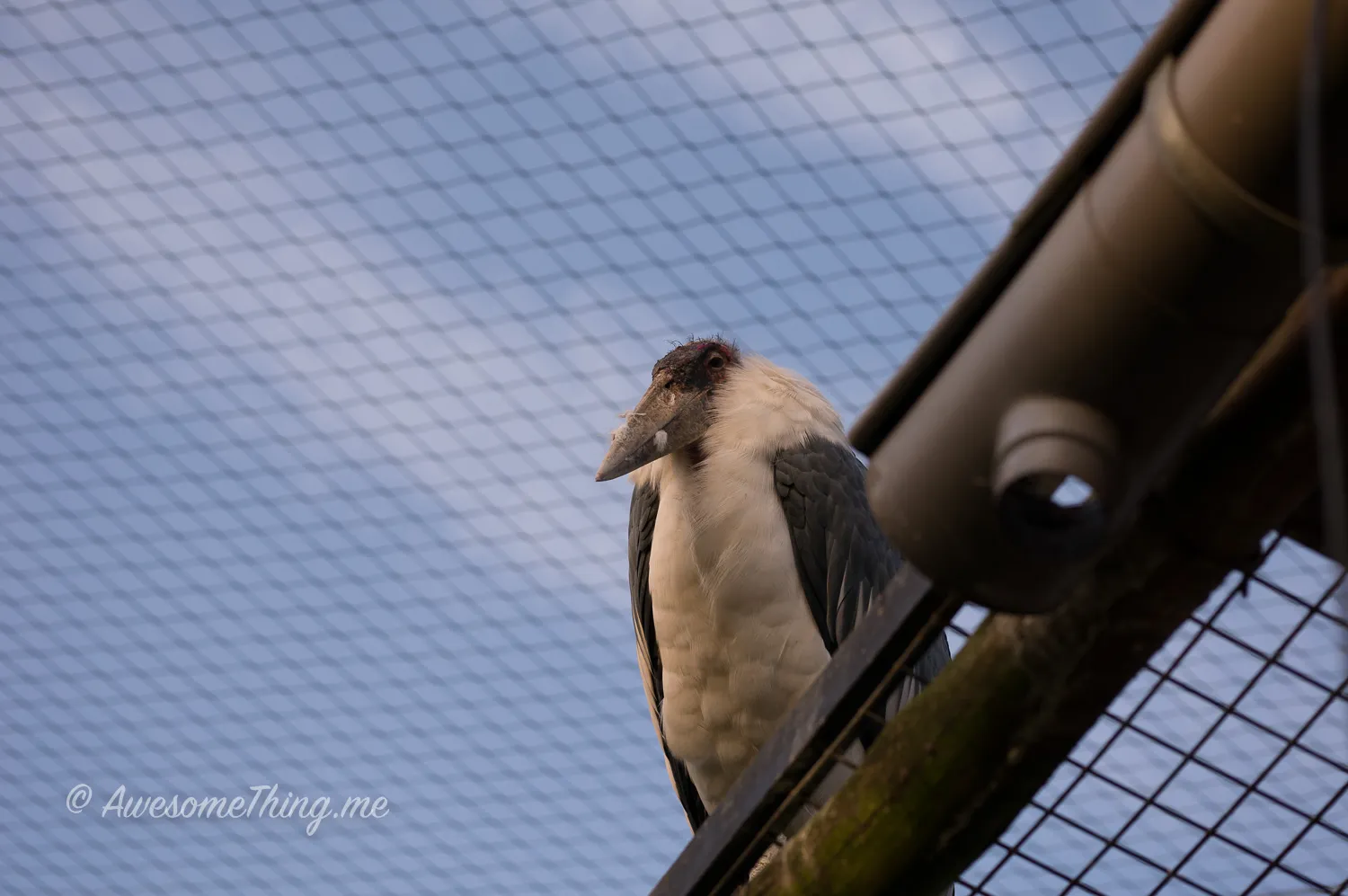 Zoo in Holland
