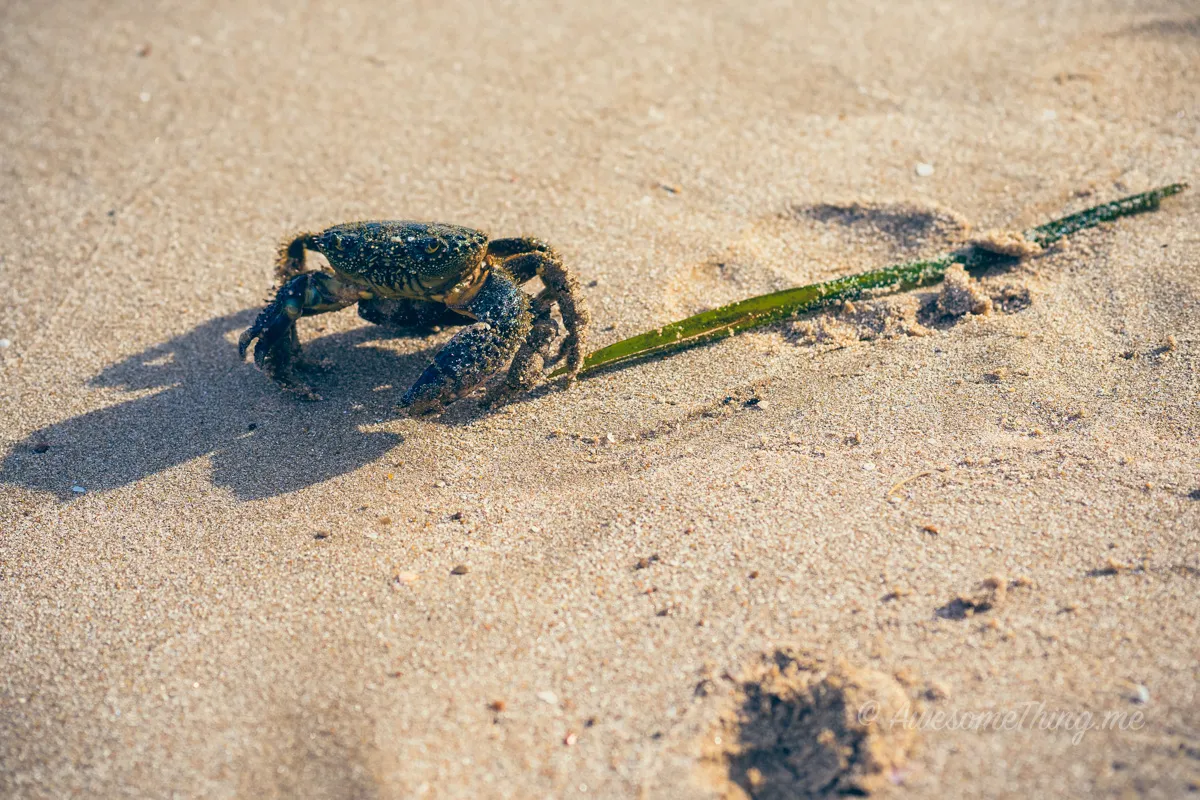 Spain 2014 Beach Calpe Crab