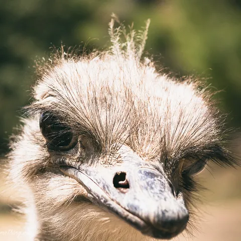Ostrich
