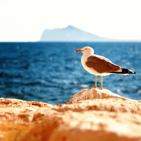 Birds 2
