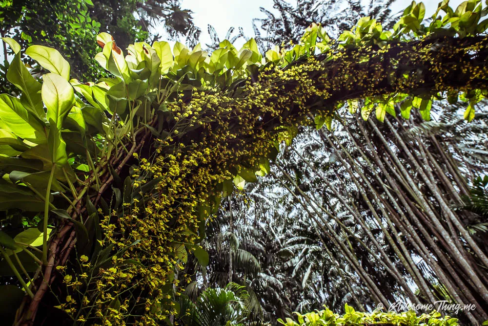 Singapore Botanic Gardens