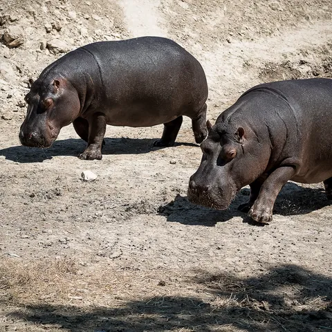 Hippo