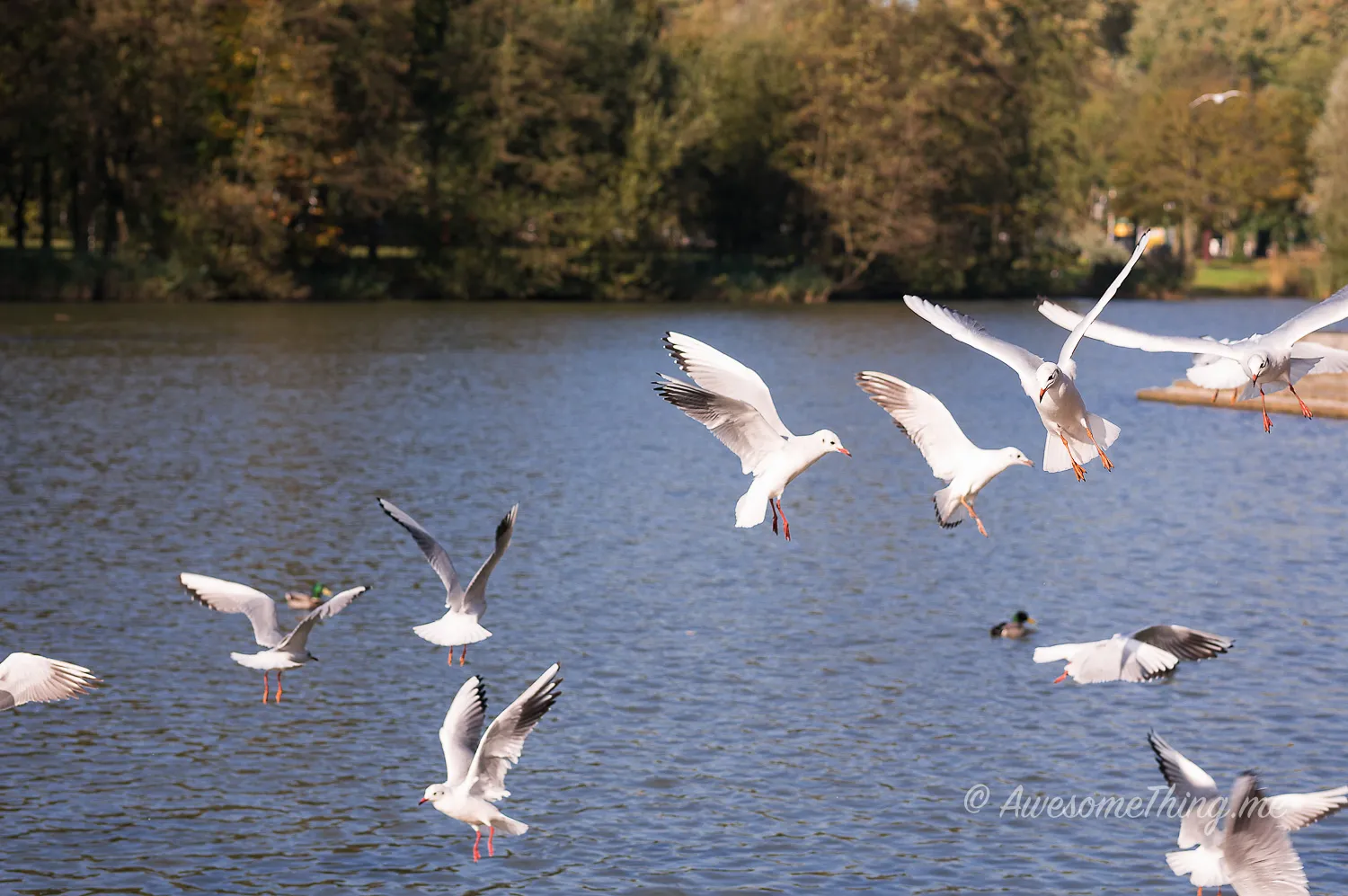Park Holland
