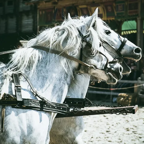 HorseShow 7