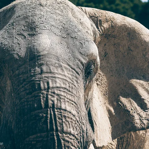 Elephant 2