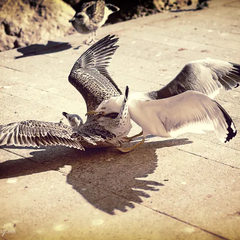 Birds 6