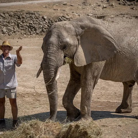 Elephant
