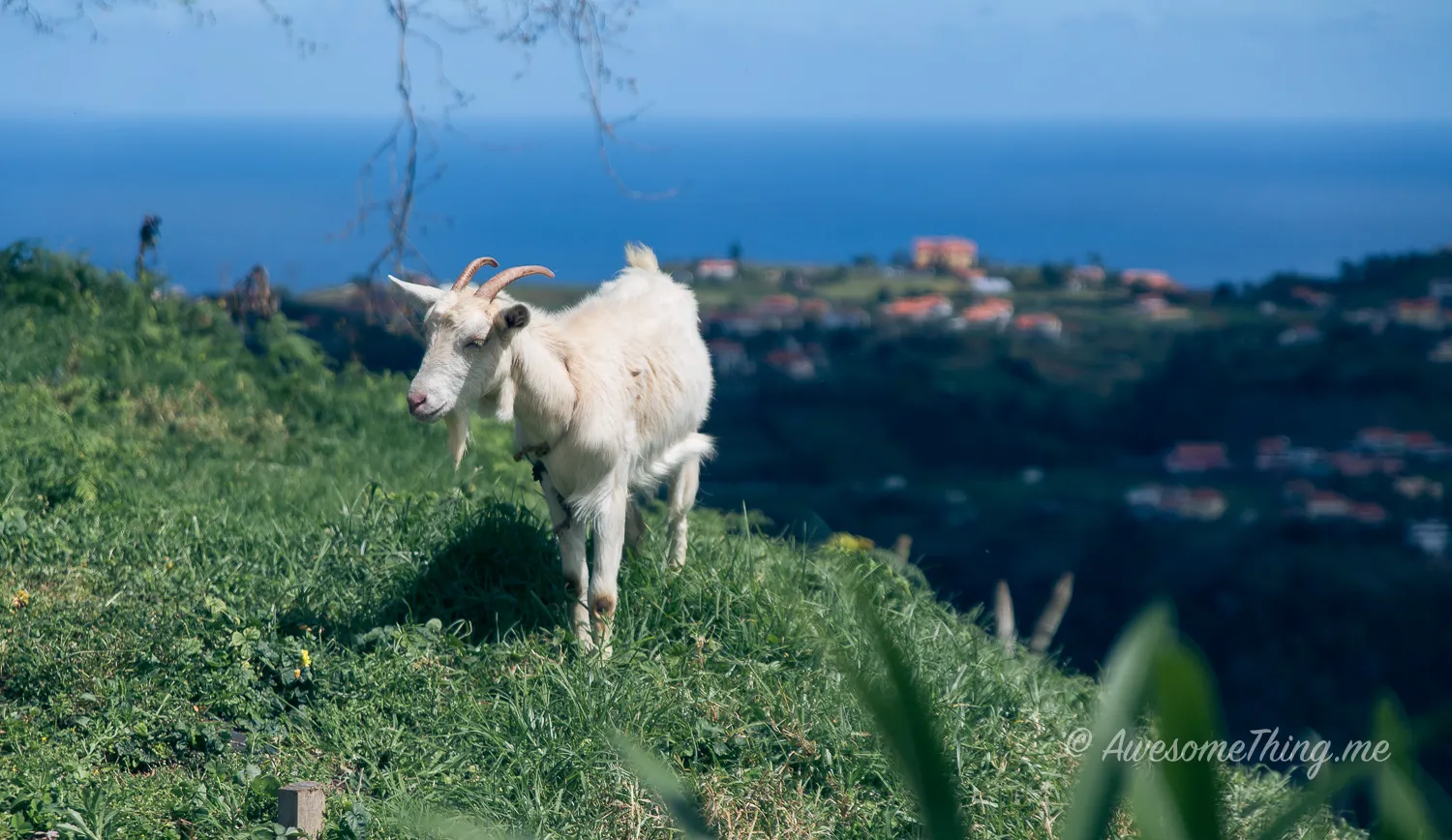 lonely goat