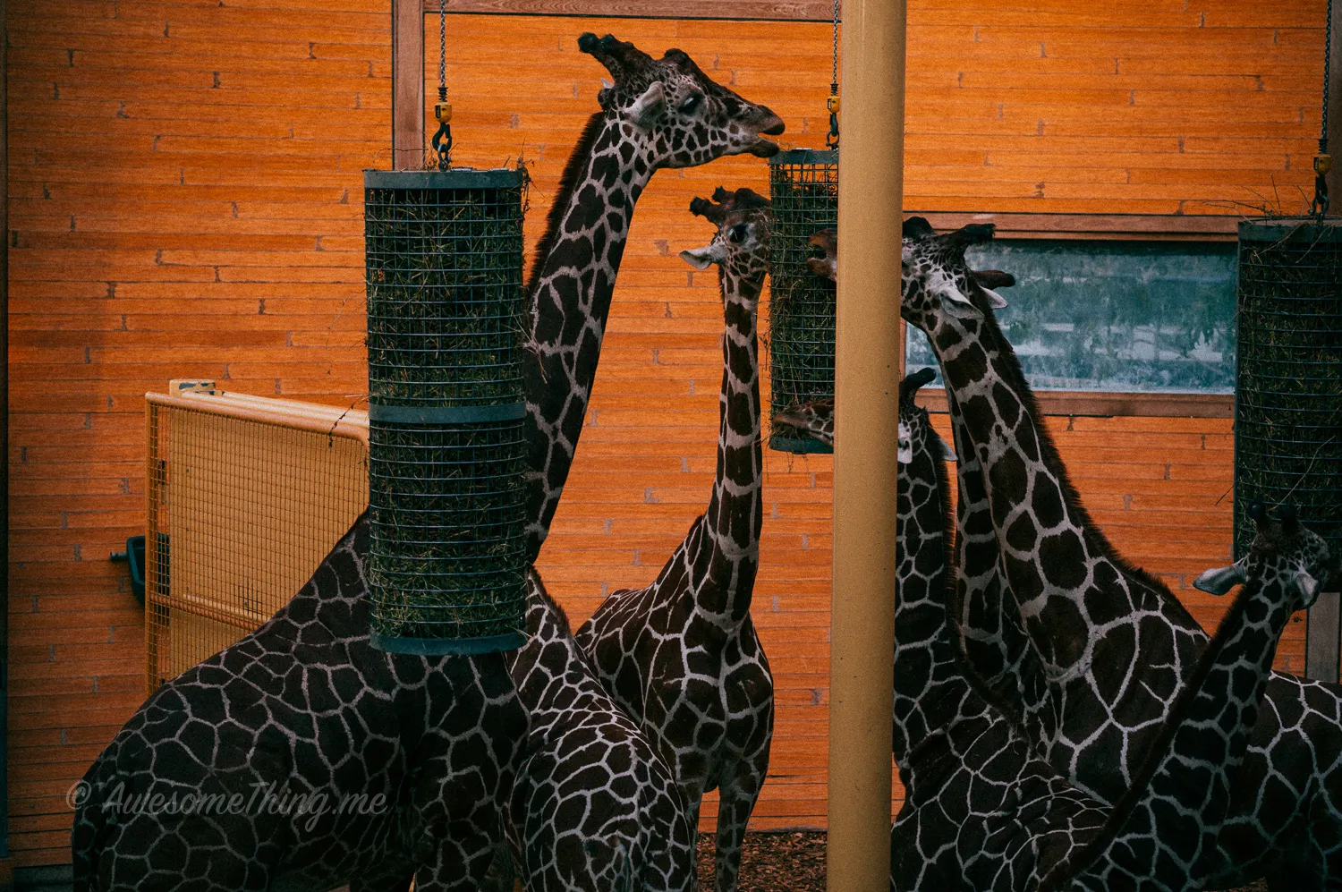 Burger Zoo Holland