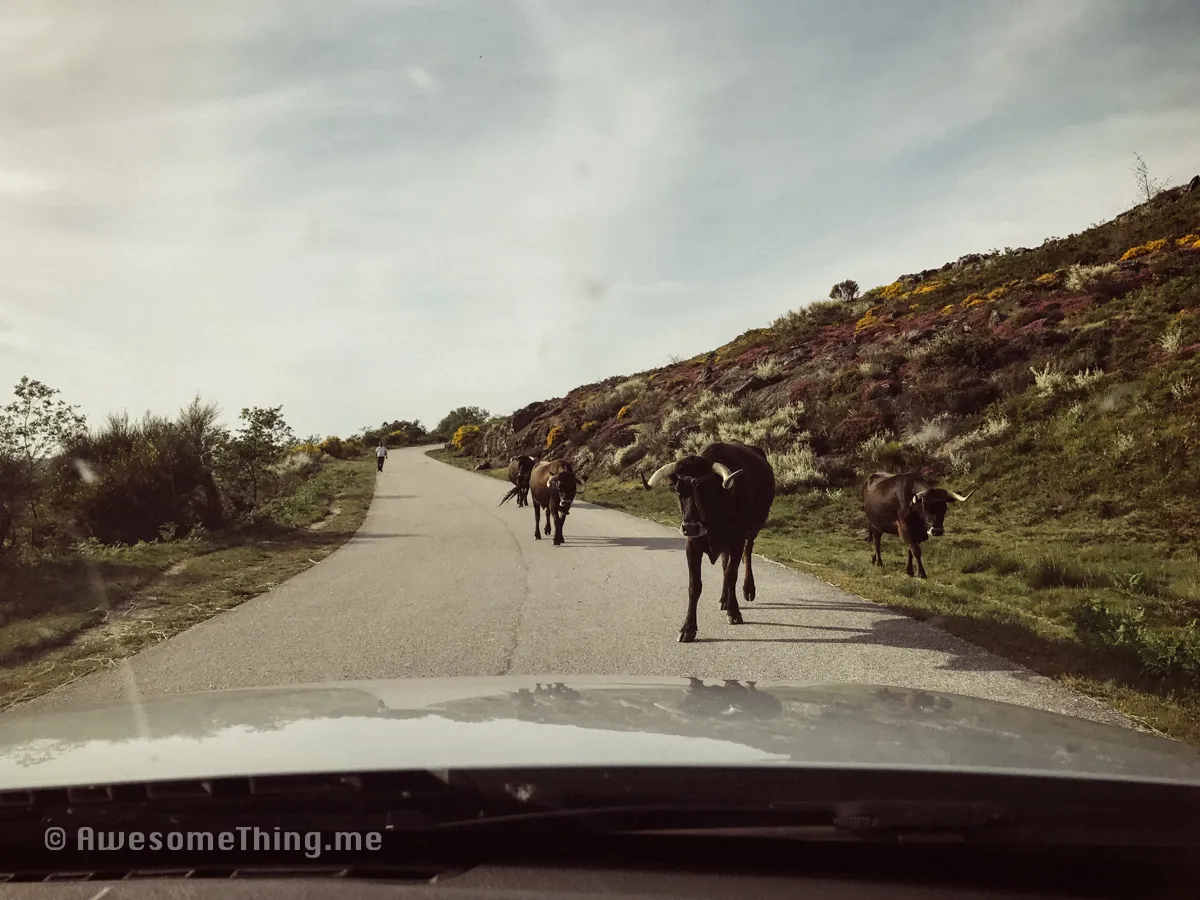 Cows in Portugal
