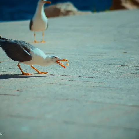 Birds 7
