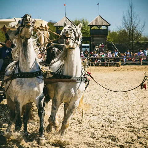 HorseShow 6