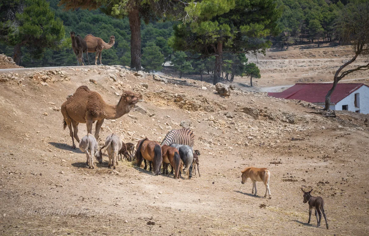 Safari Park, Spain