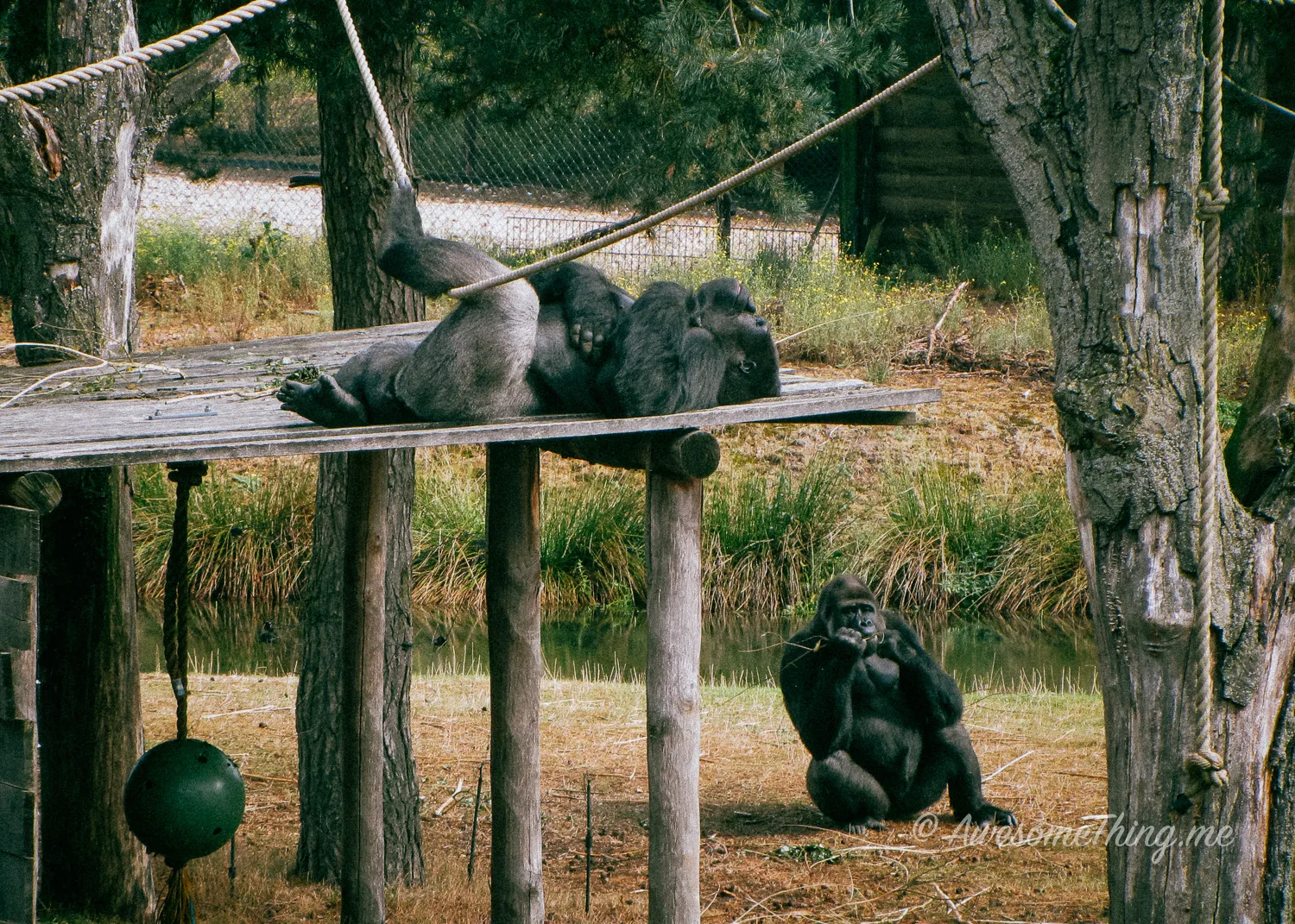 Zoo in Holland