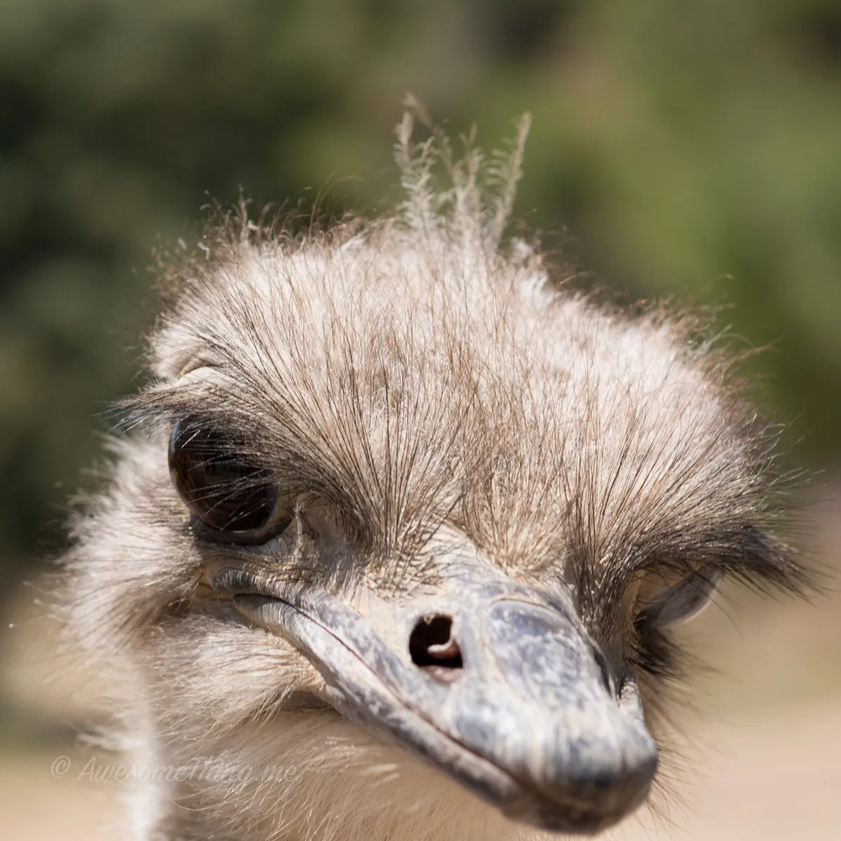 Safari, Spain