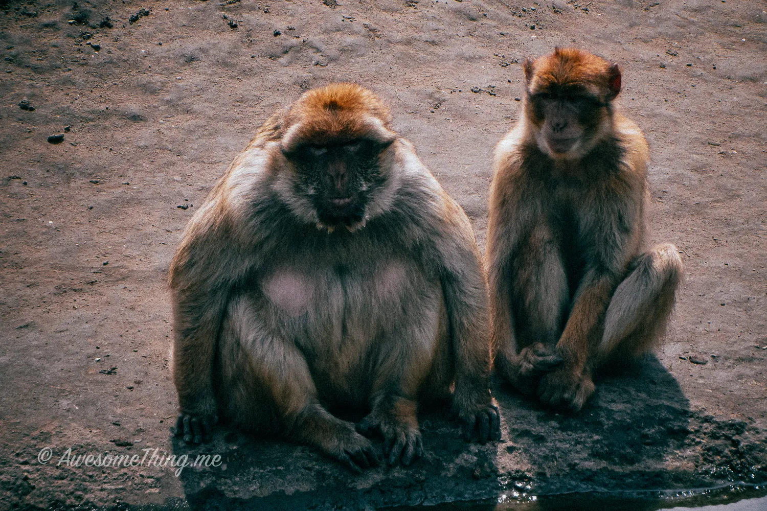 Dierenrijk Zoo Holland