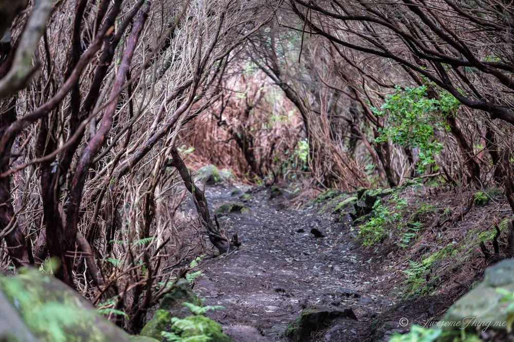 Levada Risco Waterfall