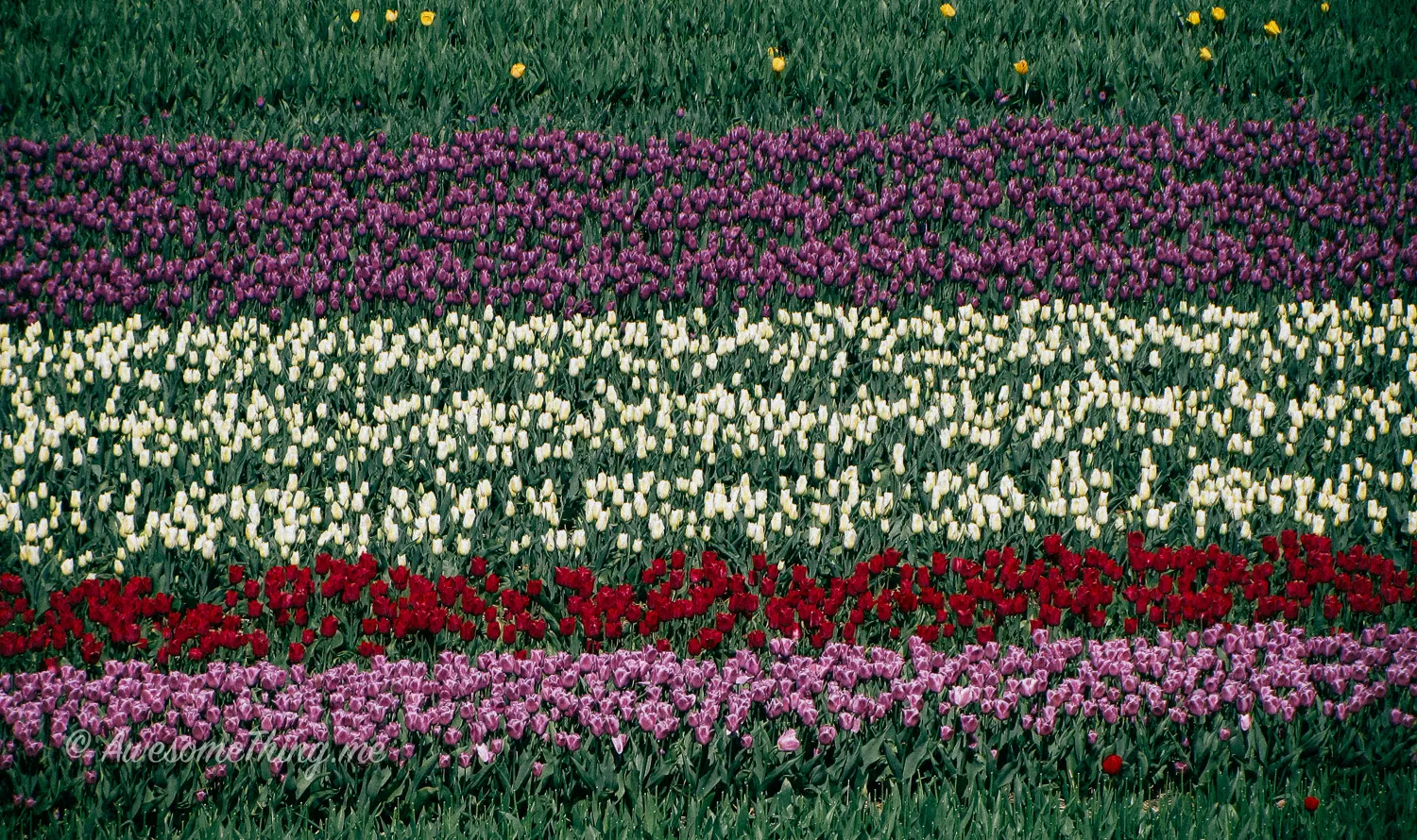 Keukenhof, Holland