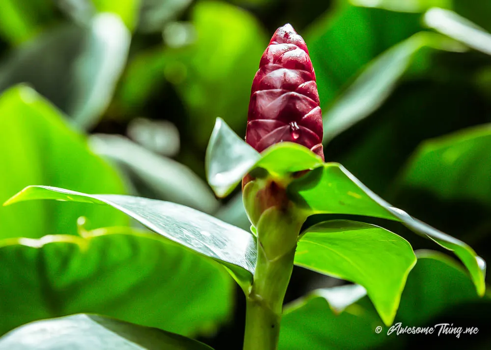 Singapore Botanic Gardens