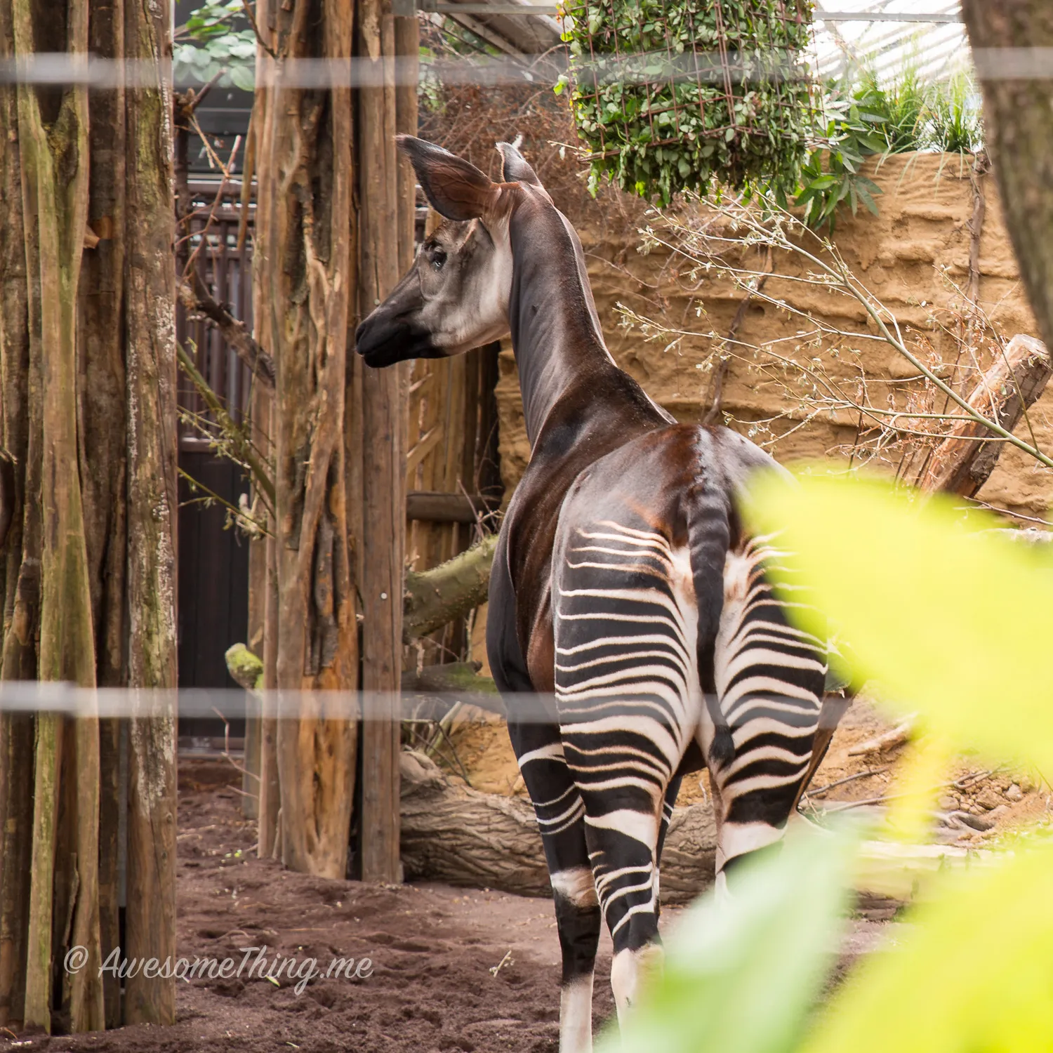 Zoo in Holland