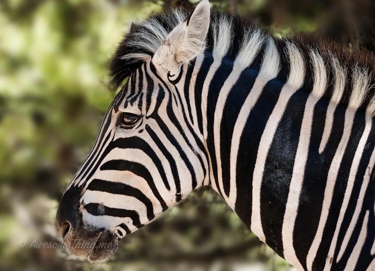 SPAIN, SAFARI, ANIMALS